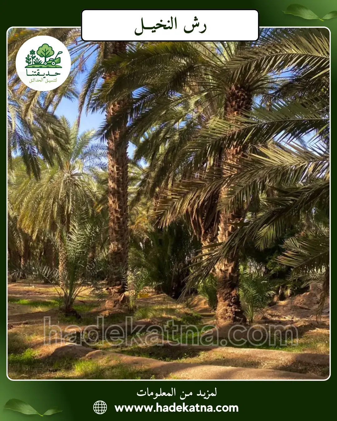 أفضل طرق رش النخيل ضد الفطريات بالكويت