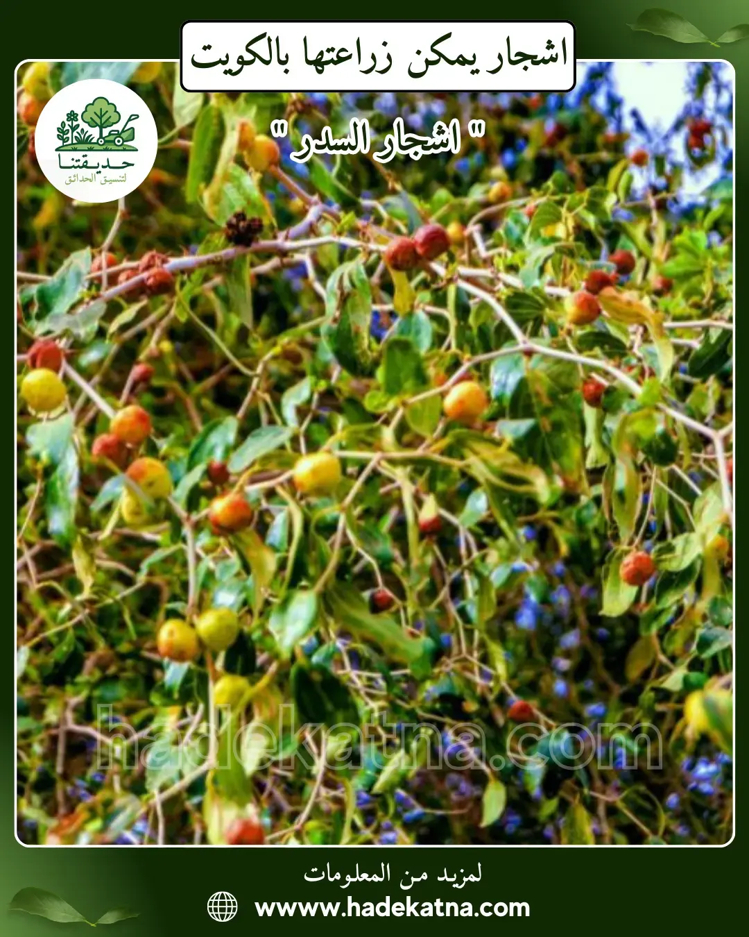 حوّل حديقتك إلى جنة خضراء تبدأ من هنا