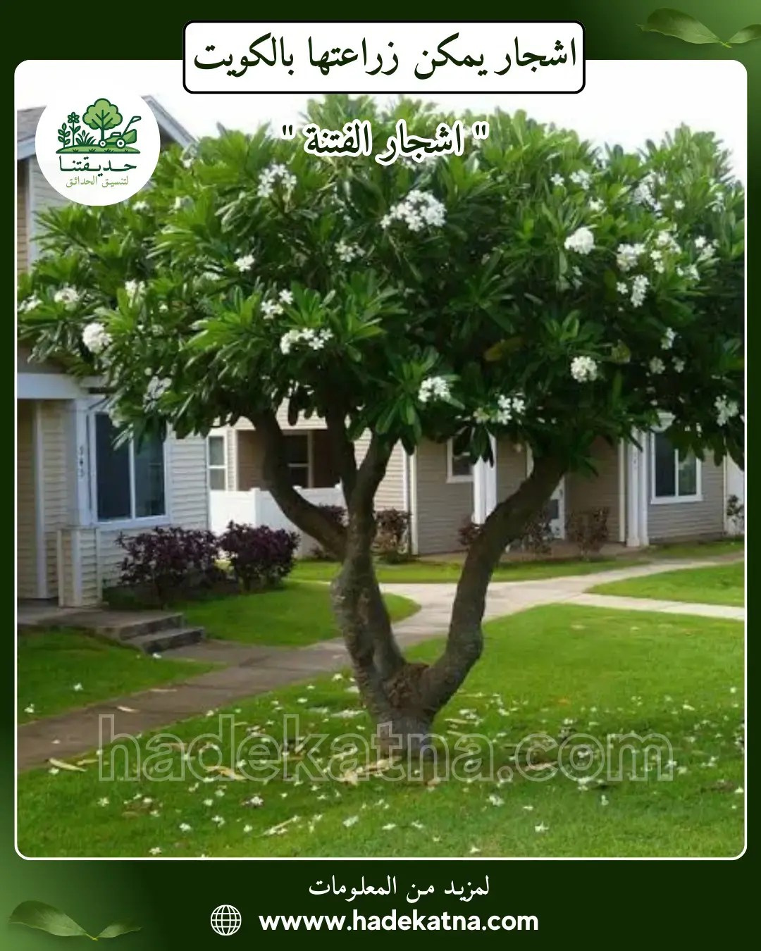 حوّل حديقتك إلى جنة خضراء تبدأ من هنا